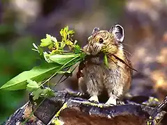 ardilla o algo asi