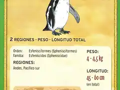 pinguino de humboldt