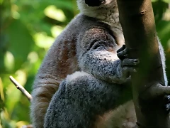 Zoo Barcelona, Faunia y Safari Madrid 700 Zoo Barcelona, Faunia y Safari Madrid 700
