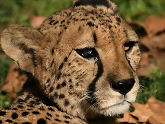 Zoo de Barcelona 04-12-2010 1301