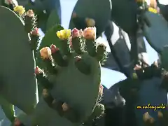 16, pala de chumbos enflor, marca2