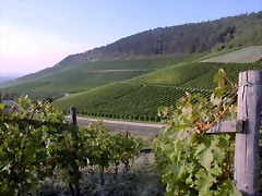 Viñedos - Alemania Viñedos - Alemania