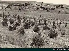 TRILLO Repoblaci?n, atendida con riegos, de Pinus halepensis, Pinus pinea y Cupresus piramidalis