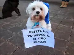 perro-y-petardos