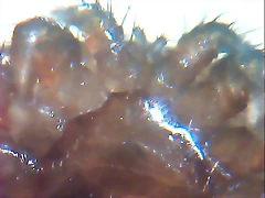 varroa