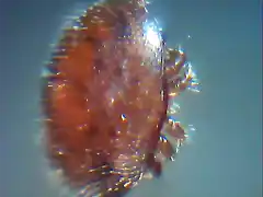 varroa vista al microscopio