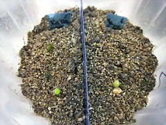 SAM_0088 SAM_0088