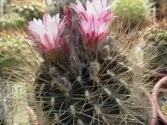 Pyrrhocactus gracilis02