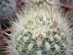 Pyrrhocactus aff. krausii01