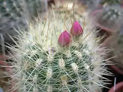 Pyrrhocactus aff. krausii02