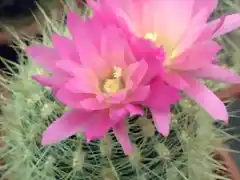 Pyrrhocactus aff. krausii04