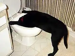 perro_vomitando_01