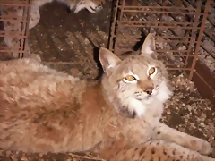 Lynx lynx hijos Lynx lynx hijos