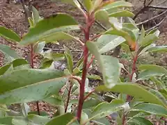 Arbutus andrachne (2)
