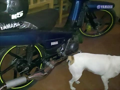 MI YAMAHA SIGMA