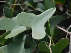 smilax aspera