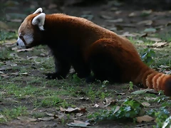 Zoo de Barcelona 08-01-2011 010