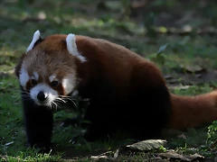 Zoo de Barcelona 08-01-2011 062