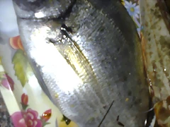 25082010648