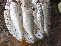 27082010652