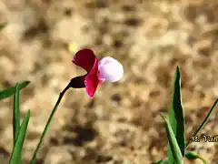 17, florecilla terciopelo, marca 4