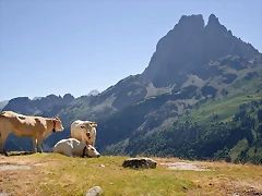 800px-Bovins_estive_Pic_du_Midi_Ossau