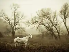 Caballo