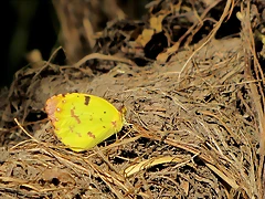 limoncito