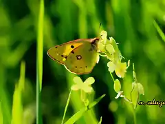 21, mariposa y jamargo 2, marca