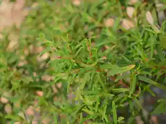 cistus mospeliensis