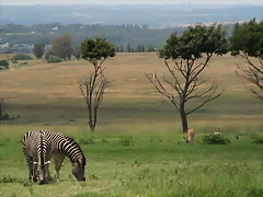 Lion Park & Johannesburg Zoo 31-01-09 252 Lion Park & Johannesburg Zoo 31-01-09 252