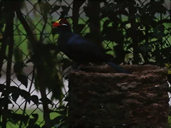 Zoo de Barcelona 29-09-2010 626