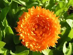 calendula-seeds