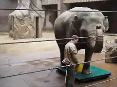 06_Elefantenkuh_Hoa_beim_heutigen_Wiegen__c__Zoo_Leipzig