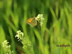 20, mariposa y jamargo 1, marca