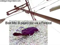 Pajaro se electrocut por Forestal