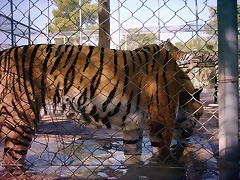 PIC04872