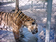 PIC04871