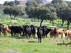 22, vacas, marca