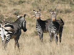 Mountain Zebra National Park 19-05-09 556 Mountain Zebra National Park 19-05-09 556