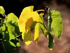 05, hoja de higuera, marca blanca