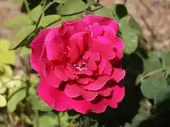 Copia de 006b, rosas