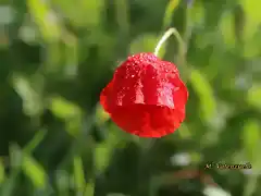 23, amapola  y lluvia, marca