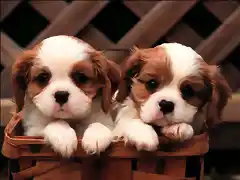 cute-puppies-puppies-and-more-31104113-1024-768