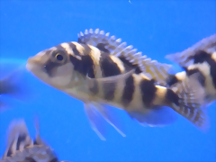 Placidochromis milomo (5-8-17 Zoo Zajac) Placidochromis milomo (5-8-17 Zoo Zajac)