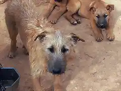 Luna y cachorros 1