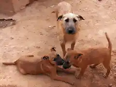 Luna y cachorros 2