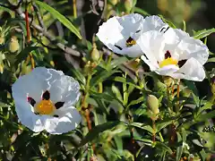 13, jara en flor2, marca