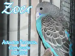 2012 013 ZOER