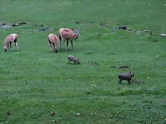 Zoos Wuppertal, Dortmund y Gelsenkirchen 01-10-09 171 Zoos Wuppertal, Dortmund y Gelsenkirchen 01-10-09 171